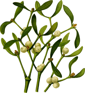 Delicate Mistletoe Botanical Clipart Illustration with Tender Green Branches