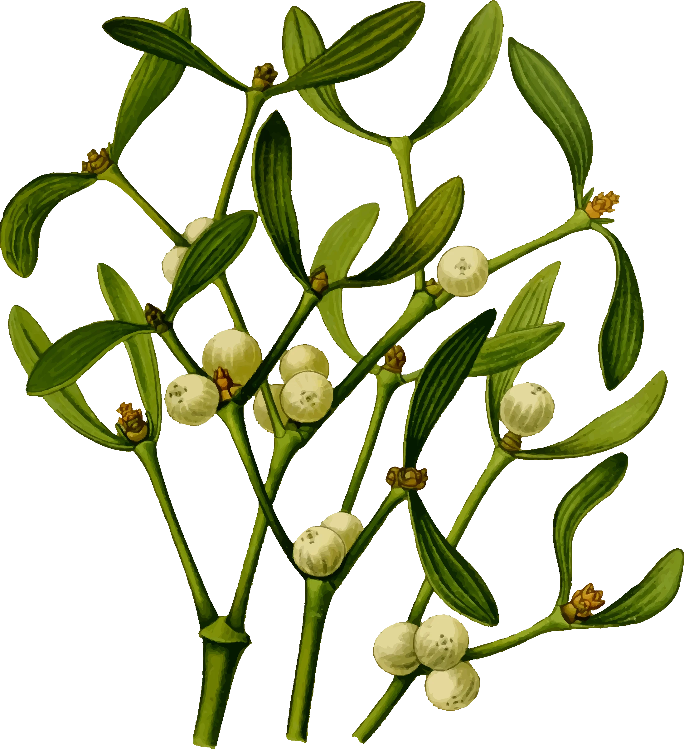 Delicate Mistletoe Botanical Clipart Illustration with Tender Green Branches