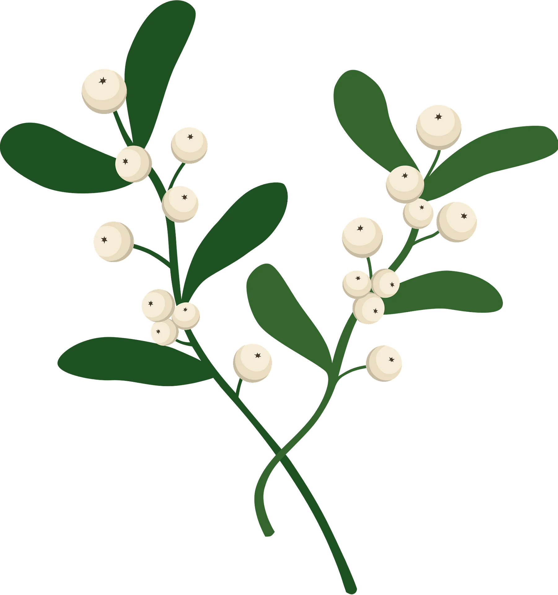 Elegant Mistletoe Botanical Illustration Festive Holiday Clipart Design