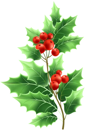 Festive Holly Branch with Lush Green Leaves and Crimson Berries Clipart Design