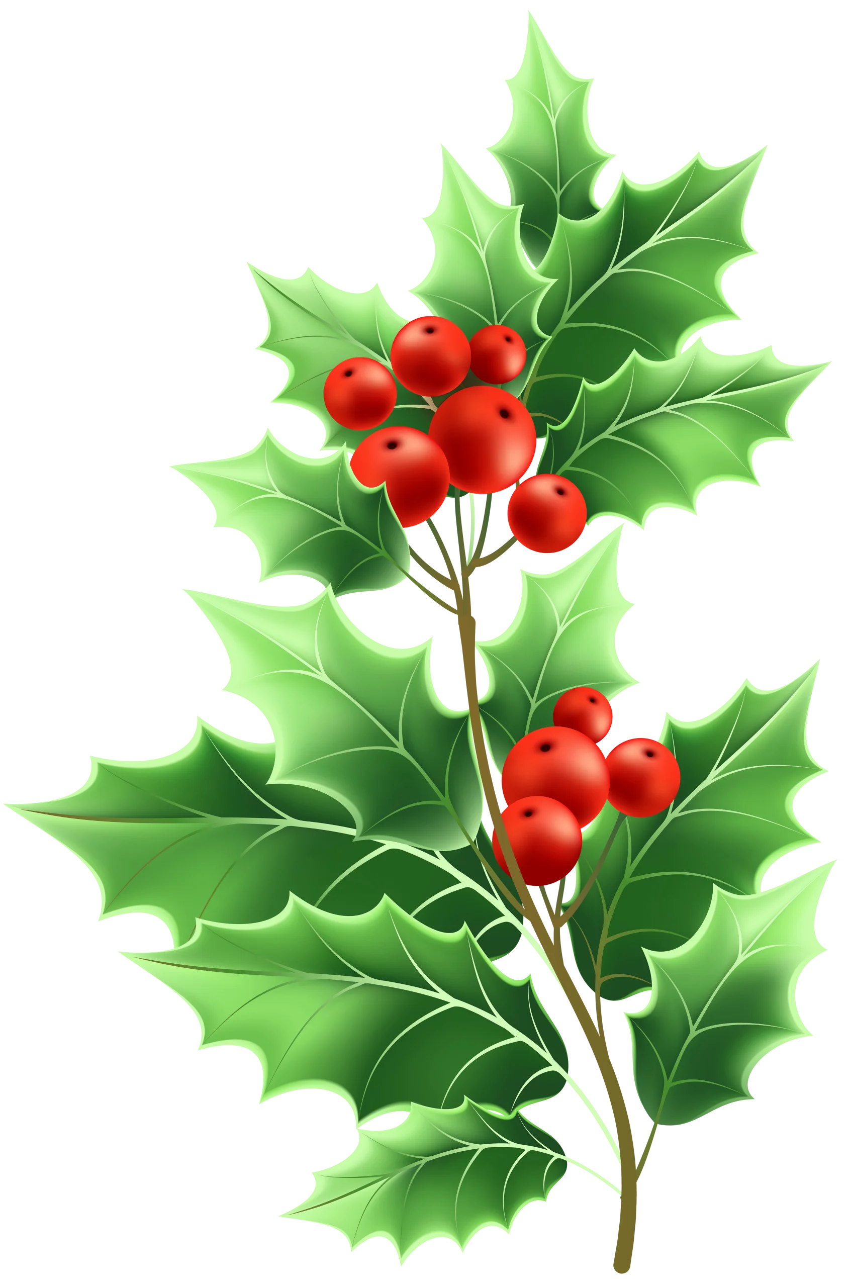 Festive Holly Branch with Lush Green Leaves and Crimson Berries Clipart Design