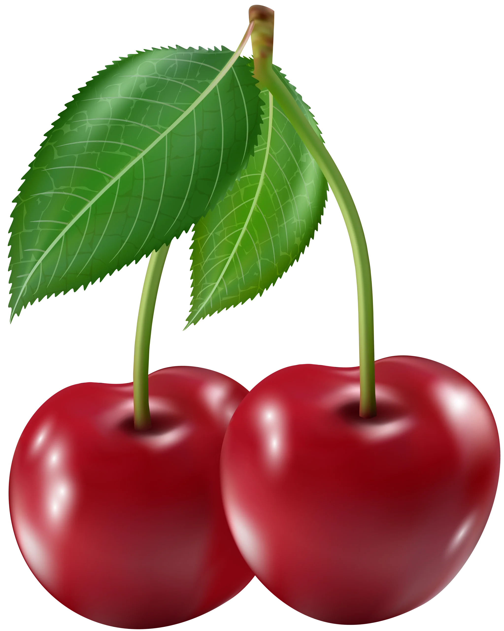 Luscious Red Cherries Clipart: Fresh Botanical Illustration with Emerald Leaves