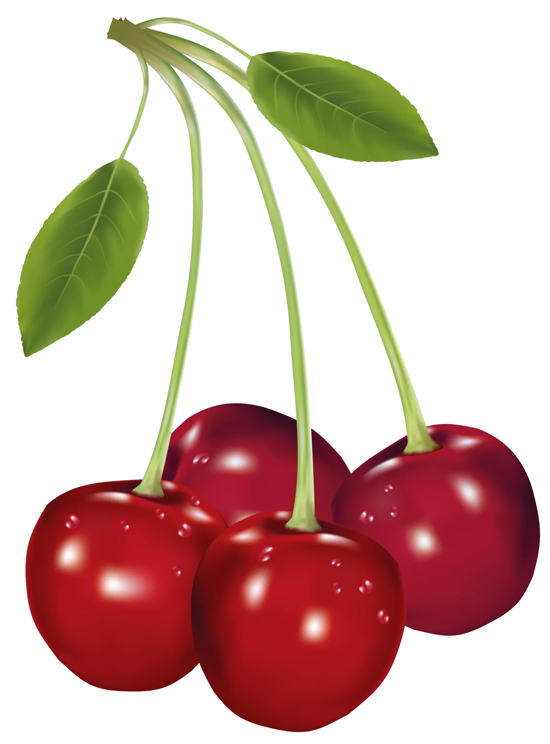 Luscious Ripe Red Cherries Hanging with Green Stems Clipart Illustration