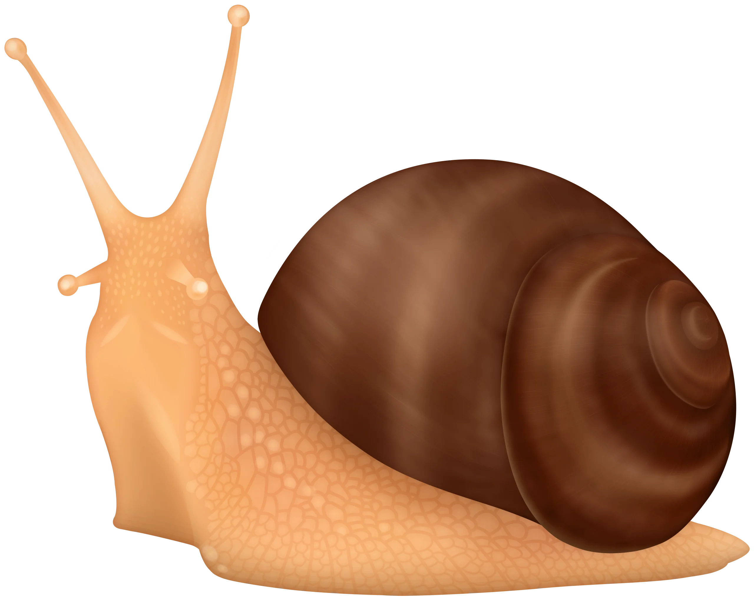 Elegant Realistic Garden Snail Clipart with Soft Warm Color Palette