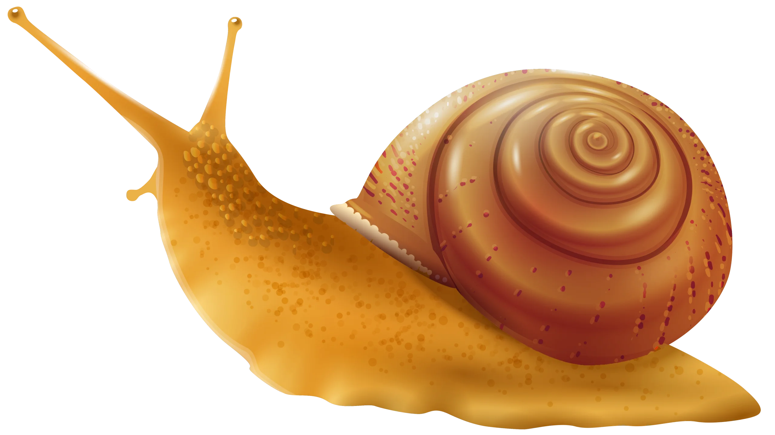 Golden-Hued Garden Dweller Snail Clipart Illustration with Spiral Shell