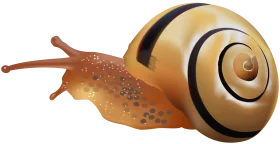 Realistic Garden Snail Clipart with Smooth Shell and Textured Body