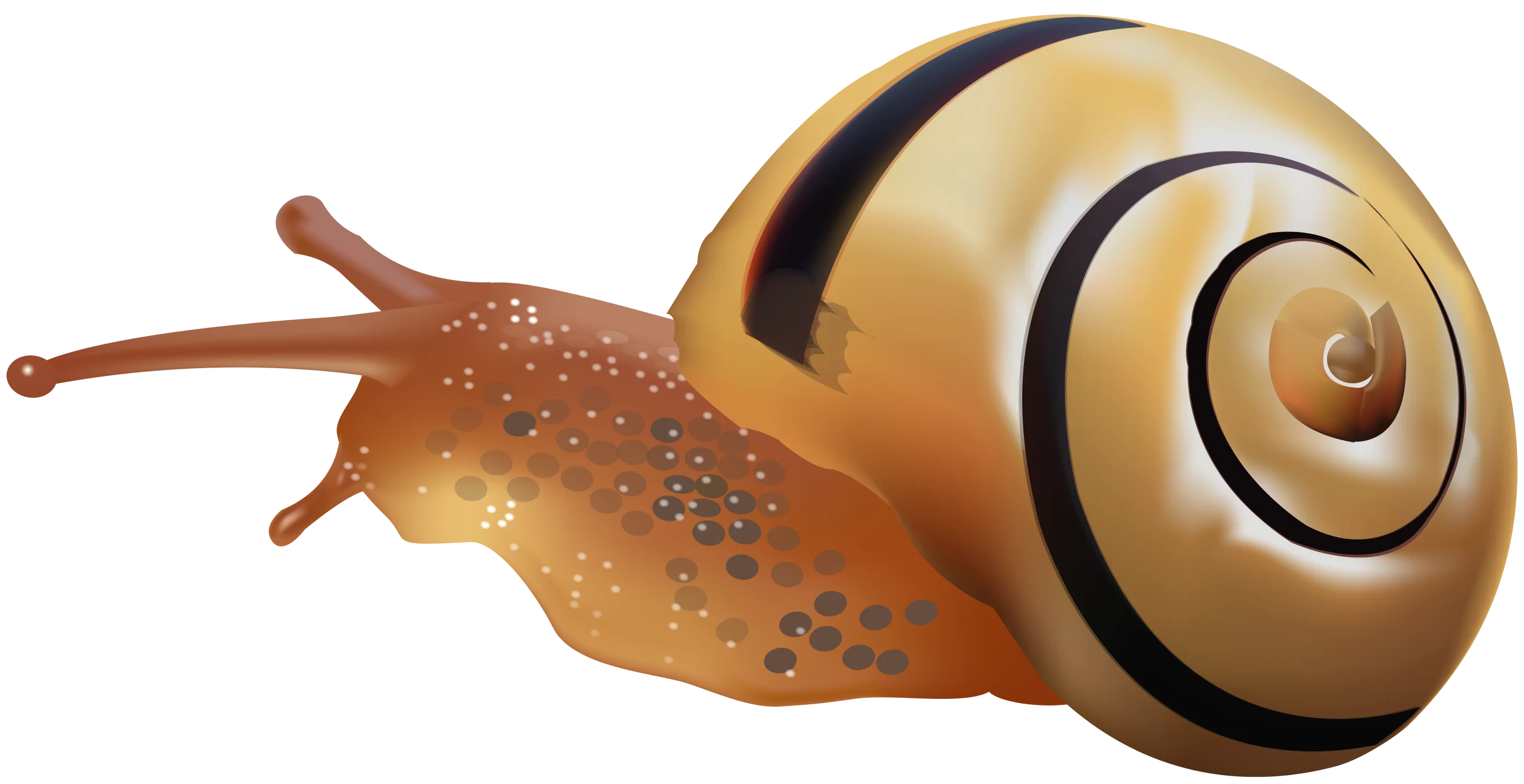 Realistic Garden Snail Clipart with Smooth Shell and Textured Body
