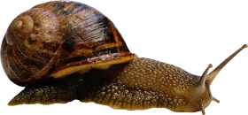 Detailed Macro Illustration of a Garden Snail Clipart with Textured Shell and Skin