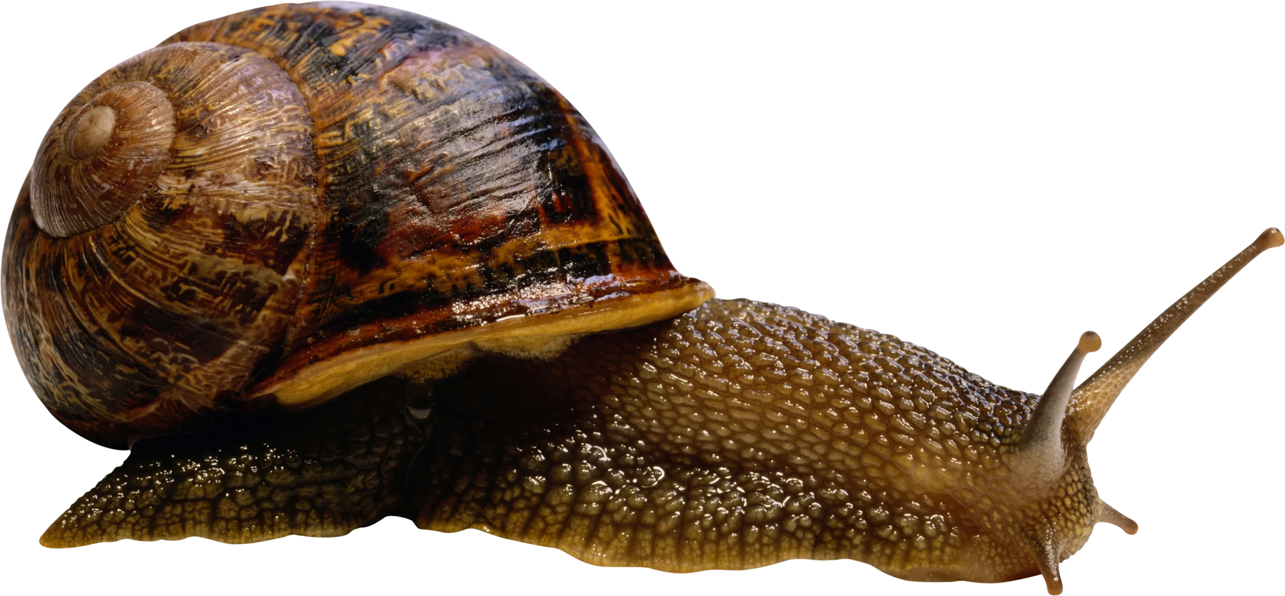 Detailed Macro Illustration of a Garden Snail Clipart with Textured Shell and Skin