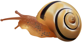 Realistic Golden and Brown Striped Snail Clipart with Detailed Shell Design