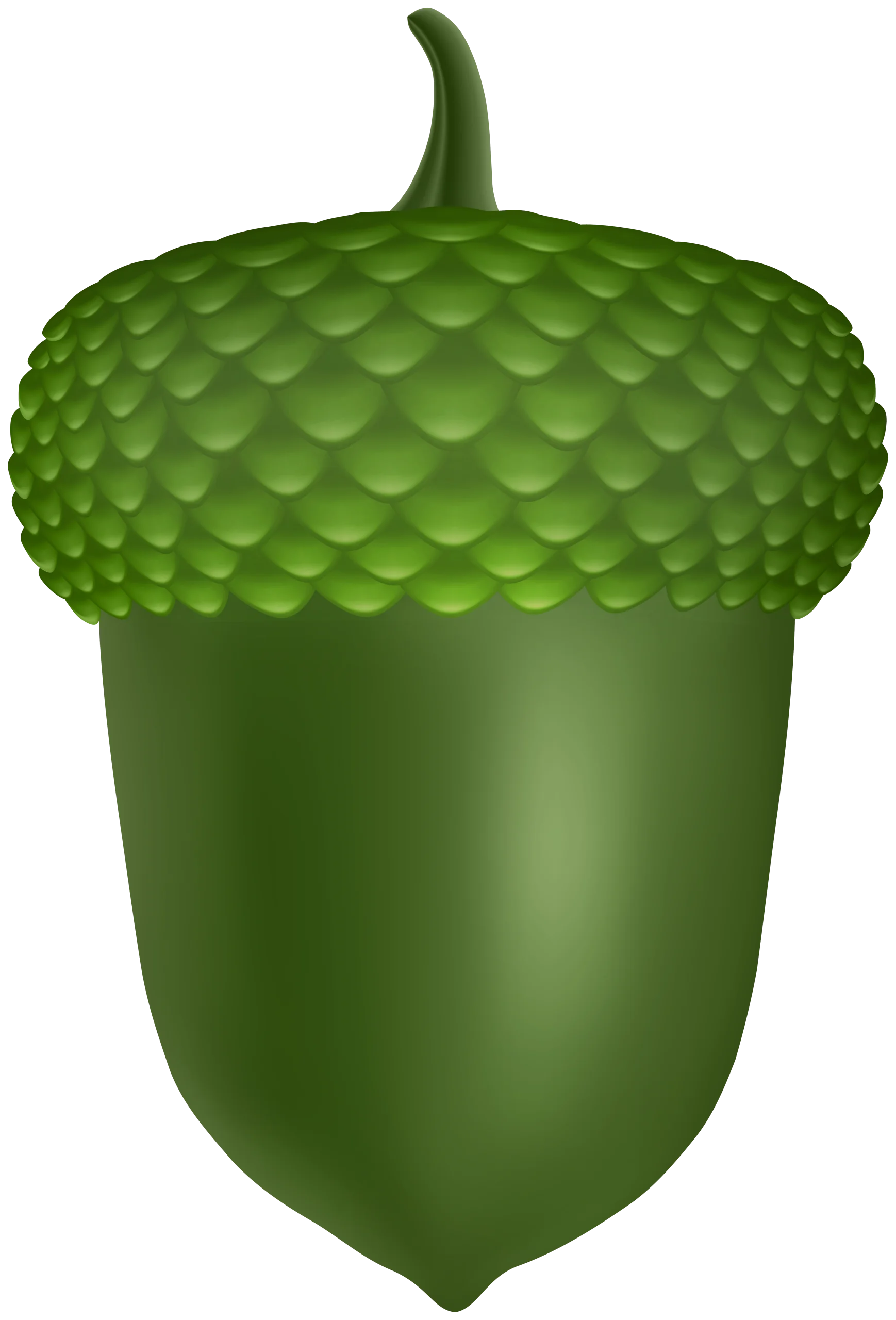 Detailed Green Acorn Clipart with Textured Cap and Smooth Surface Illustration