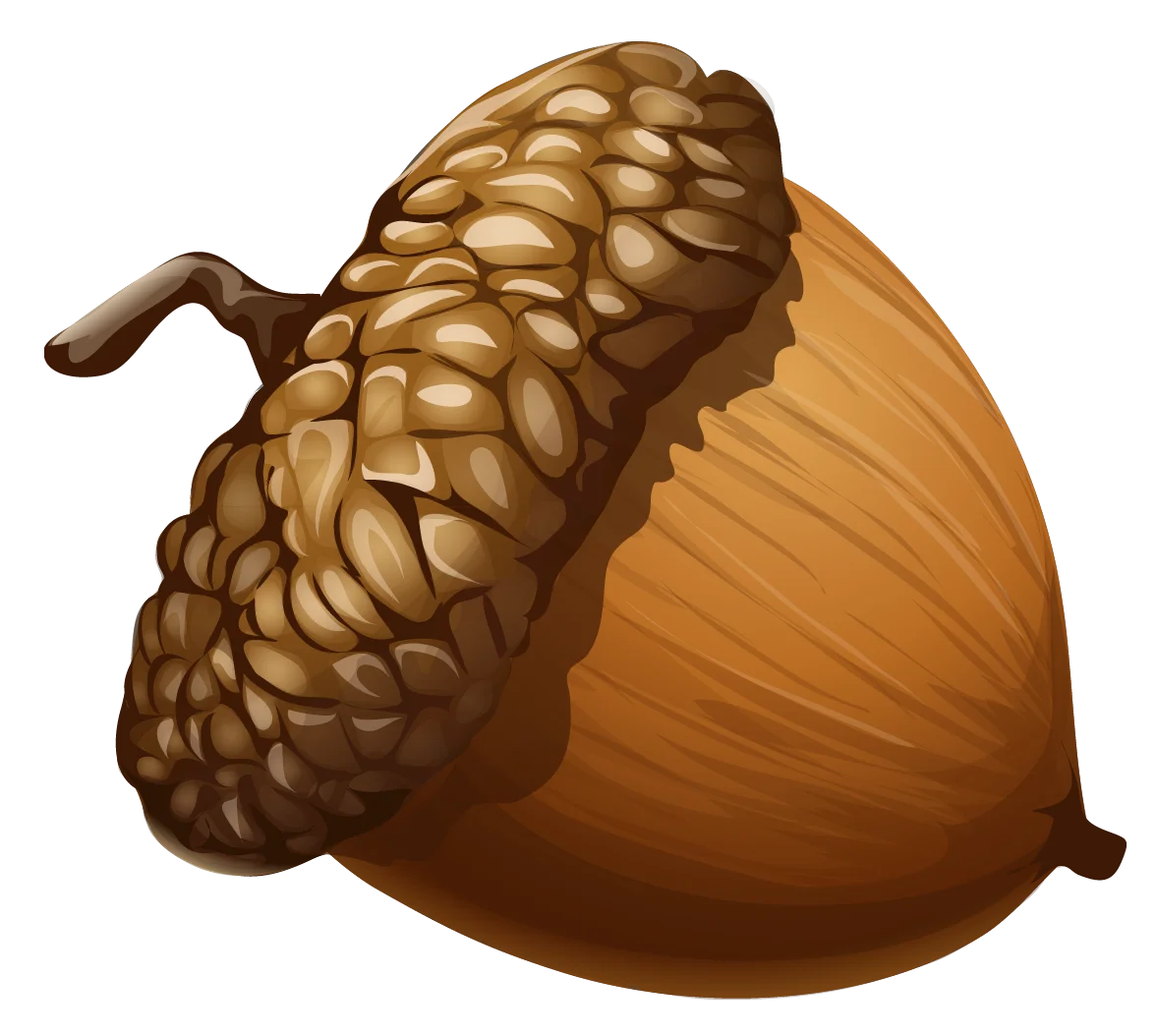 Detailed Realistic Autumn Oak Seed Acorn Clipart with Textured Cap