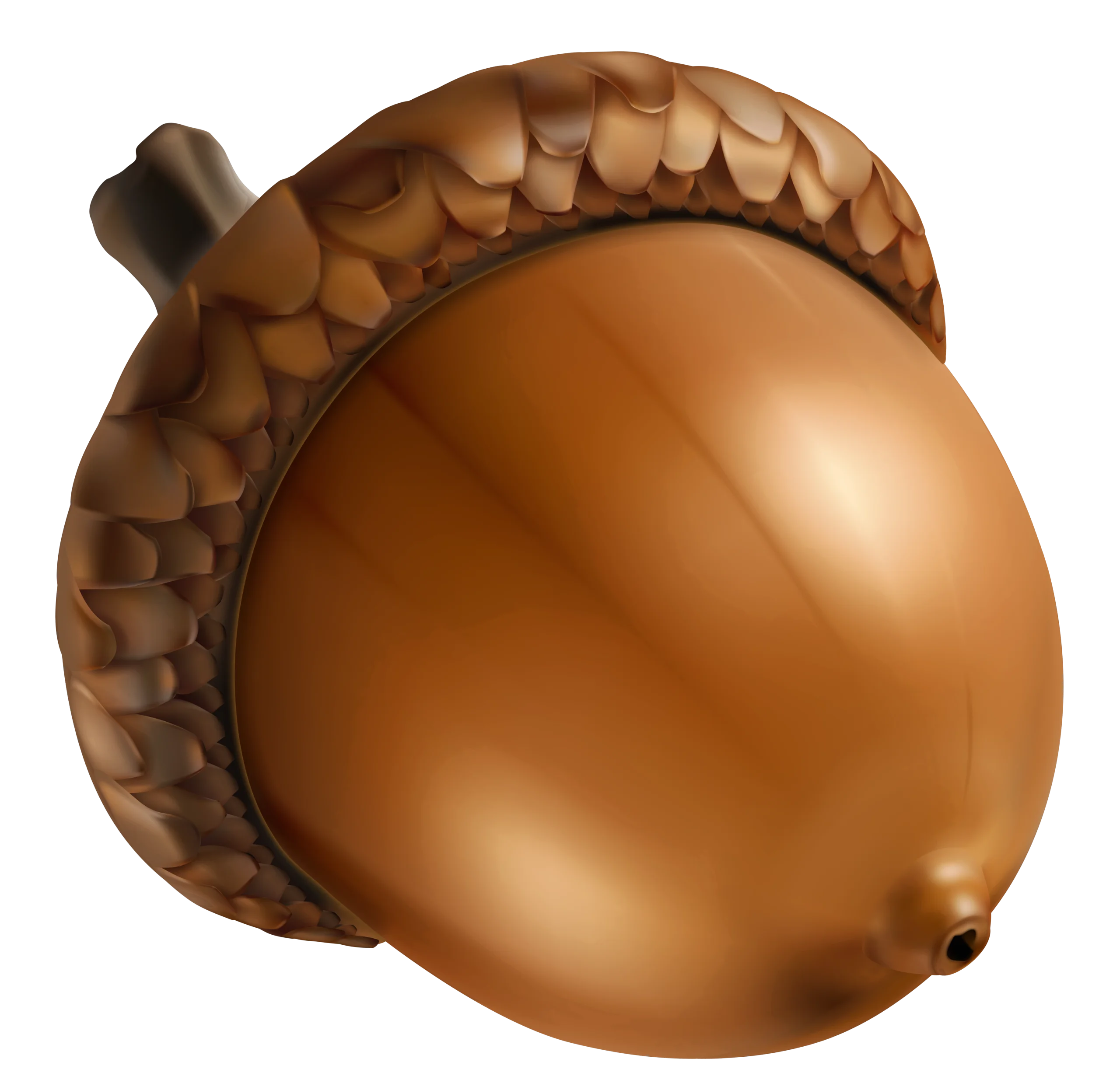 Realistic Golden Brown Acorn Clipart with Textured Cap and Smooth Surface
