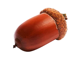 Realistic Wooden Seed Illustration: Detailed Rustic Acorn Clipart with Natural Textures