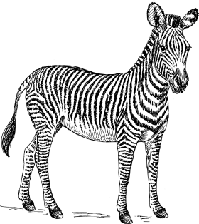 Detailed Black and White Hand-Drawn Zebra Clipart Illustration