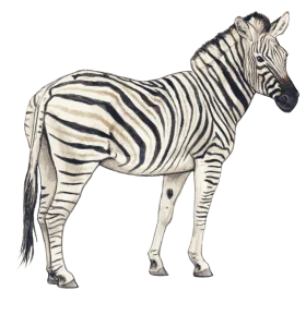 Detailed Monochrome Zebra Clipart Illustration Showcasing Distinctive Stripe Pattern