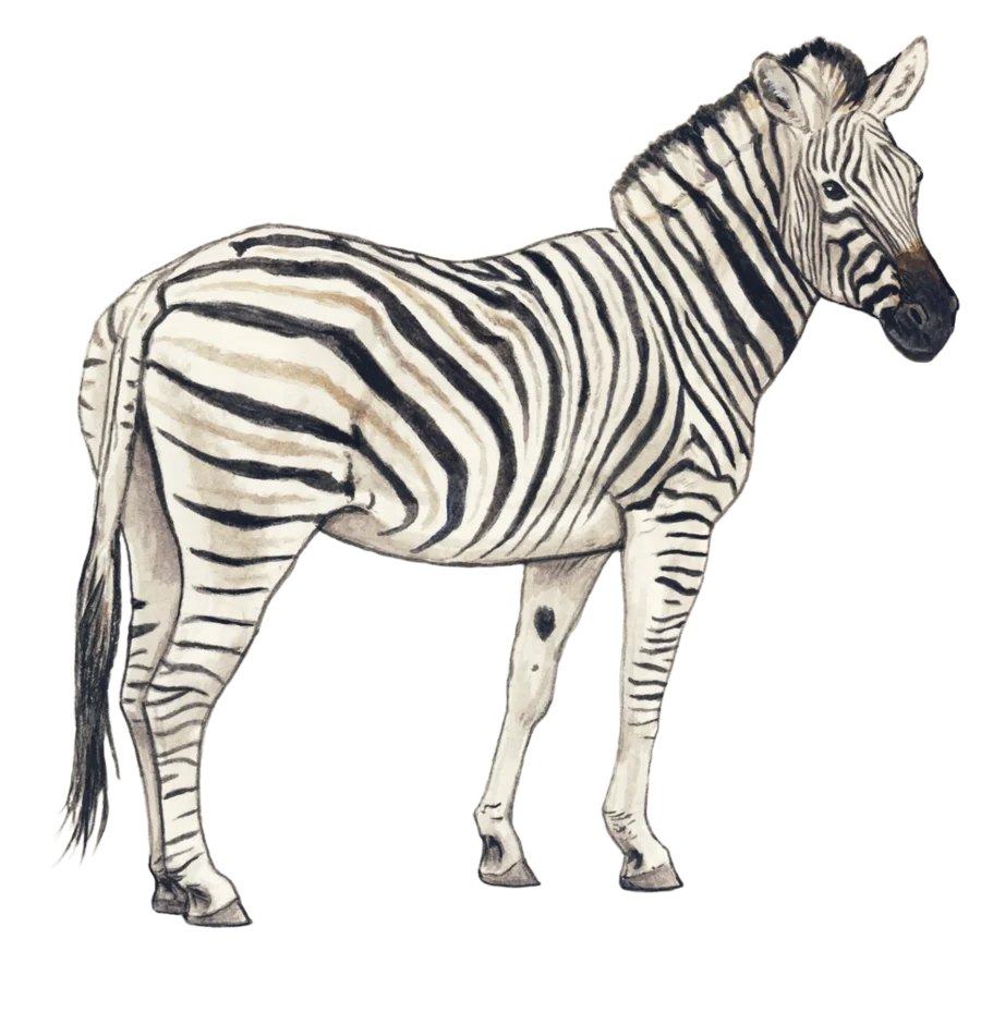 Detailed Monochrome Zebra Clipart Illustration Showcasing Distinctive Stripe Pattern