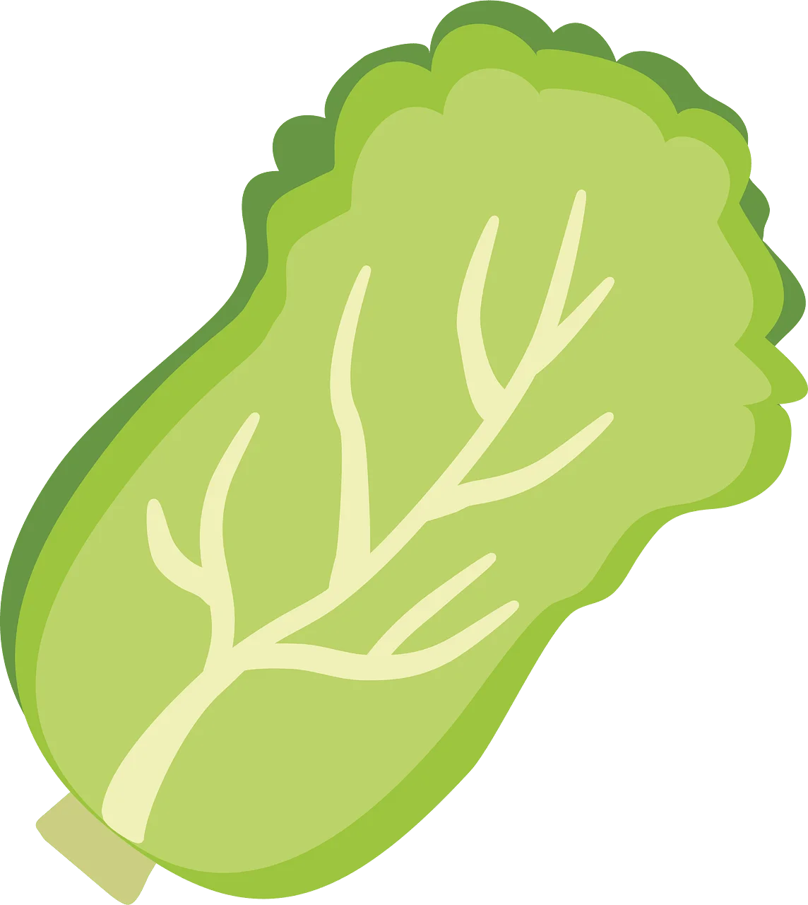 Fresh and Crisp Napa Cabbage Leafy Vegetable Cartoon Clipart Illustration