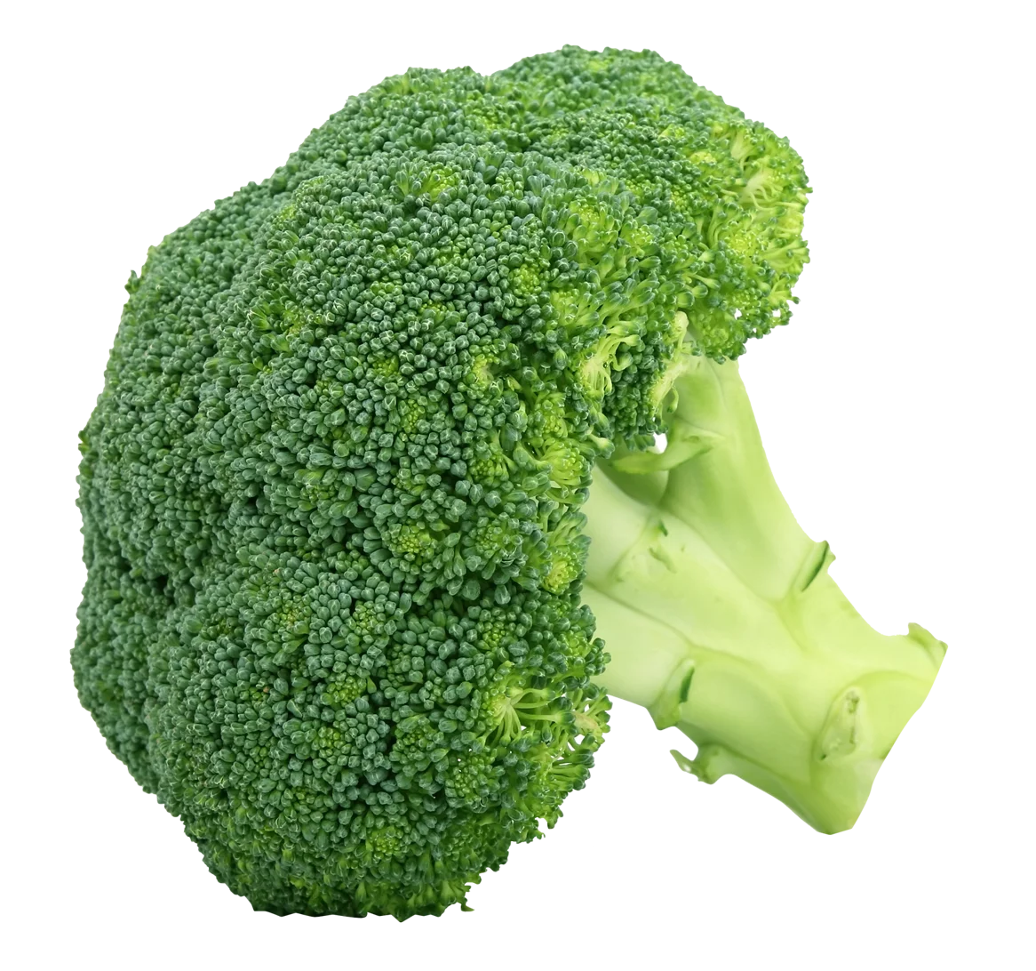 Fresh Green Broccoli Floret Clipart: A Nutritious Vegetable Illustration
