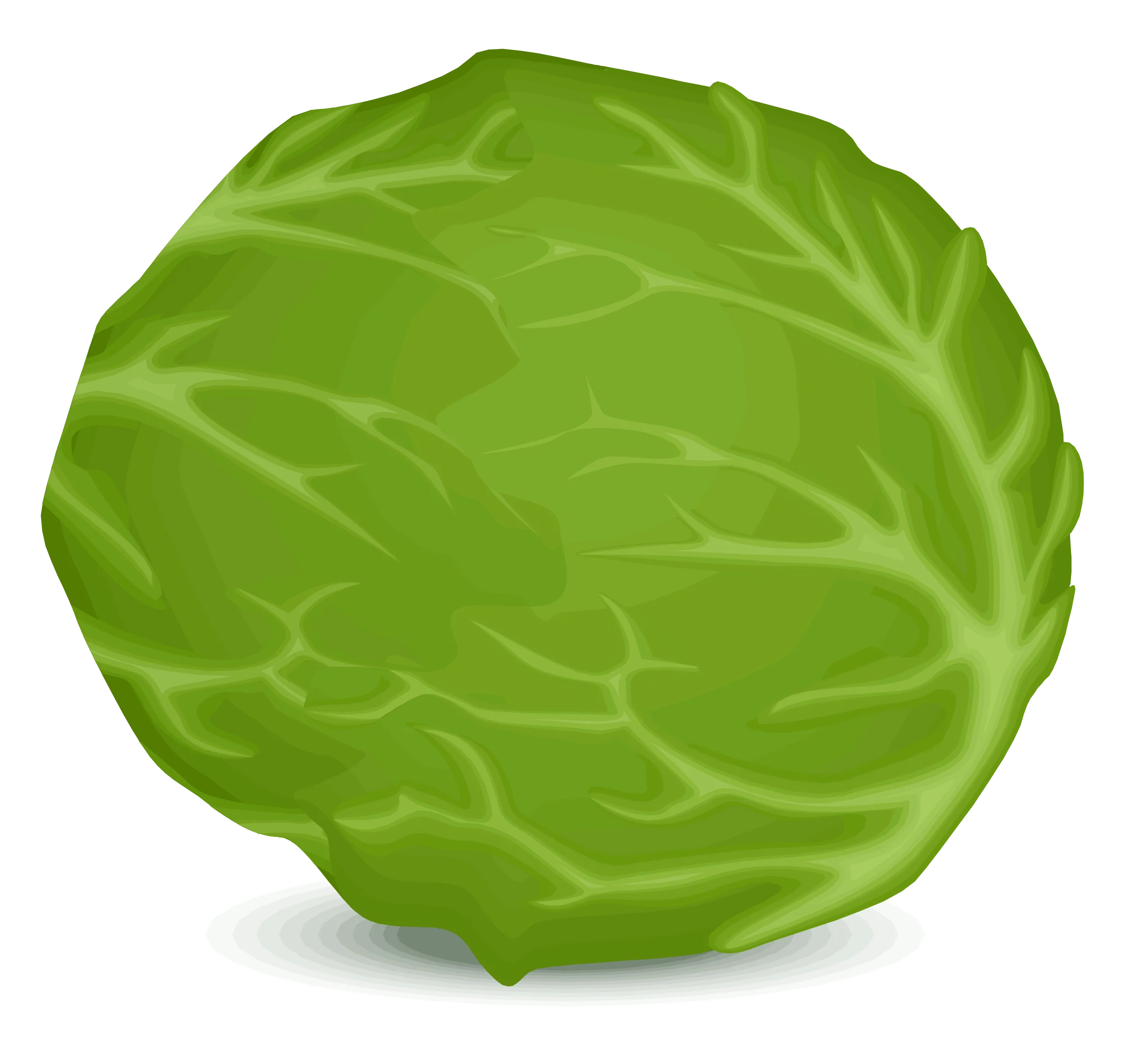Fresh Green Cabbage Leaf Clipart Illustration with Textured Surface