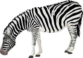 Realistic Grayscale Zebra Clipart Illustration with Striking Pattern Design