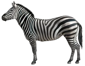 Striking Black and White Zebra Clipart with Crisp Clean Lines and Realistic Detailing