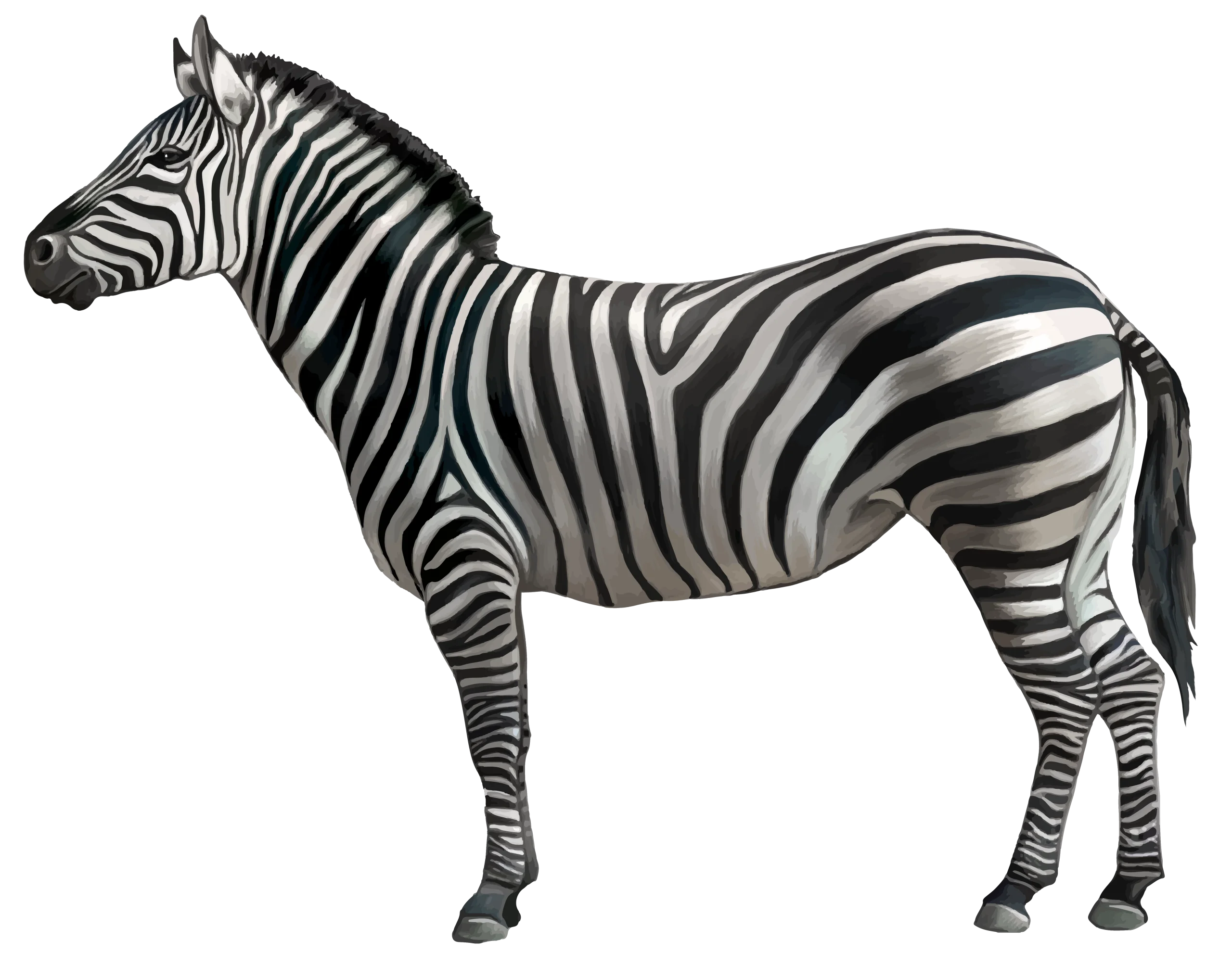 Striking Black and White Zebra Clipart with Crisp Clean Lines and Realistic Detailing