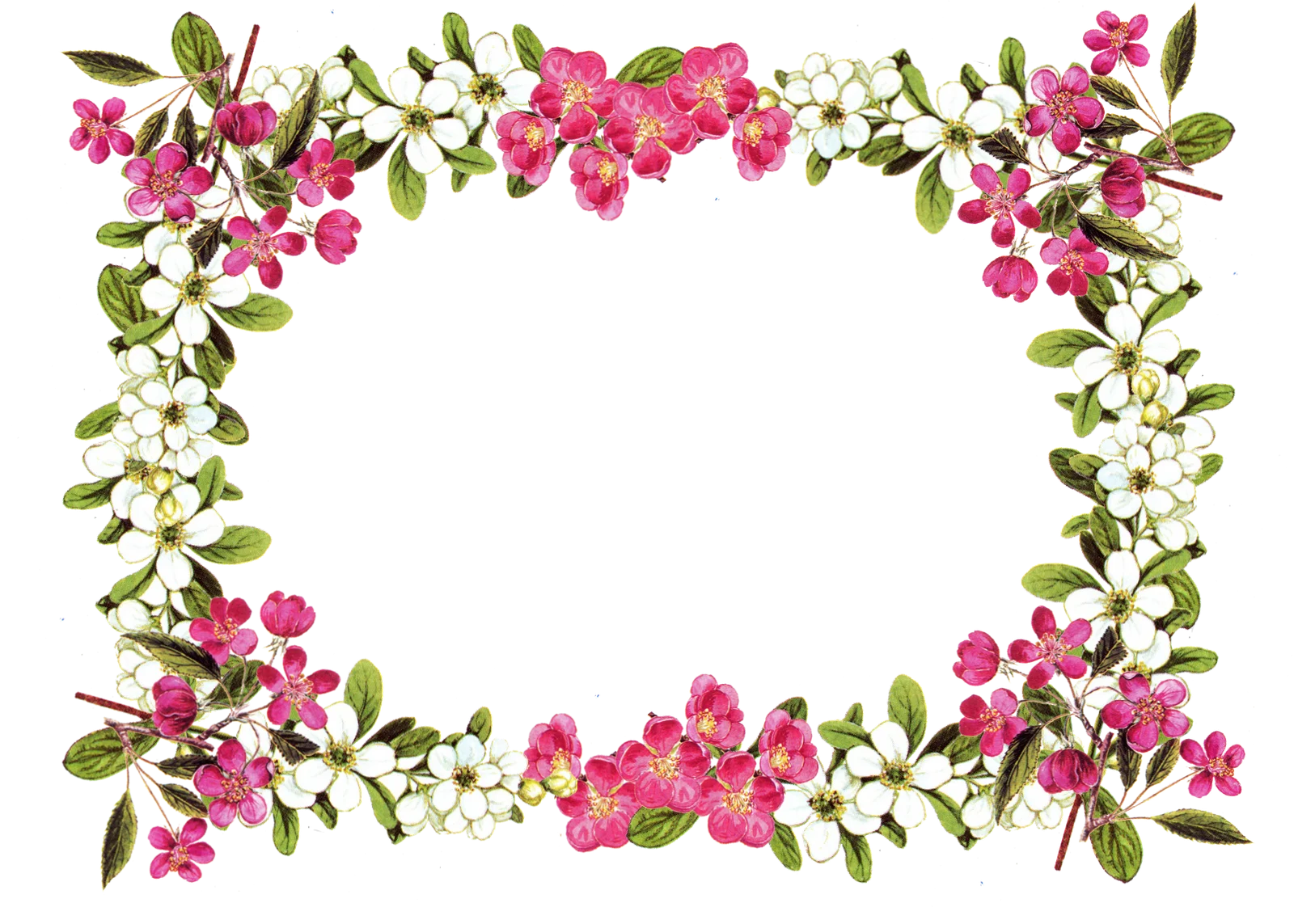 Delicate Pink Blossom Frame Clipart - Elegant Floral Border Design