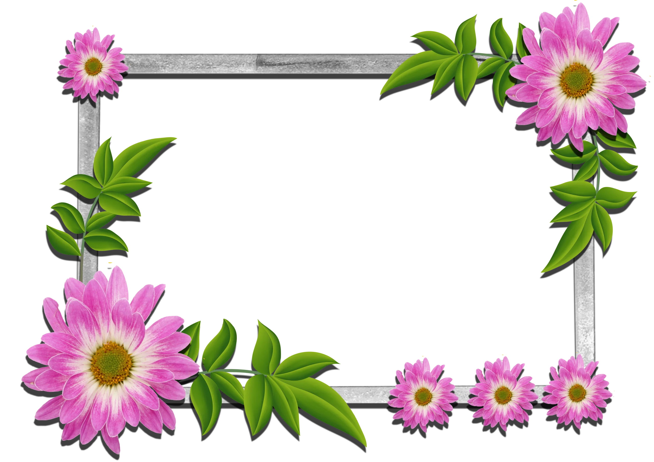 Elegant Pink Daisy Floral Frame Clipart with Lush Green Leaves and Silver Border