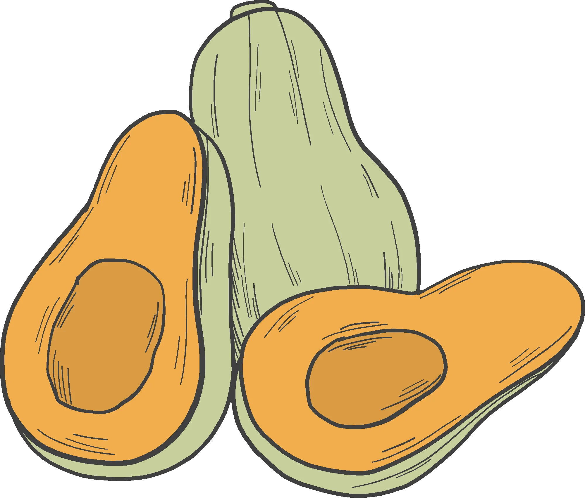 Hand-Drawn Autumn Squash Varieties Harvest Clipart Illustration Design