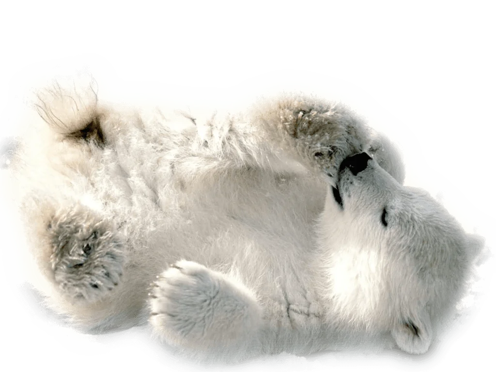 Adorable Fluffy Polar Bear Clipart Illustration in Soft Winter White Palette