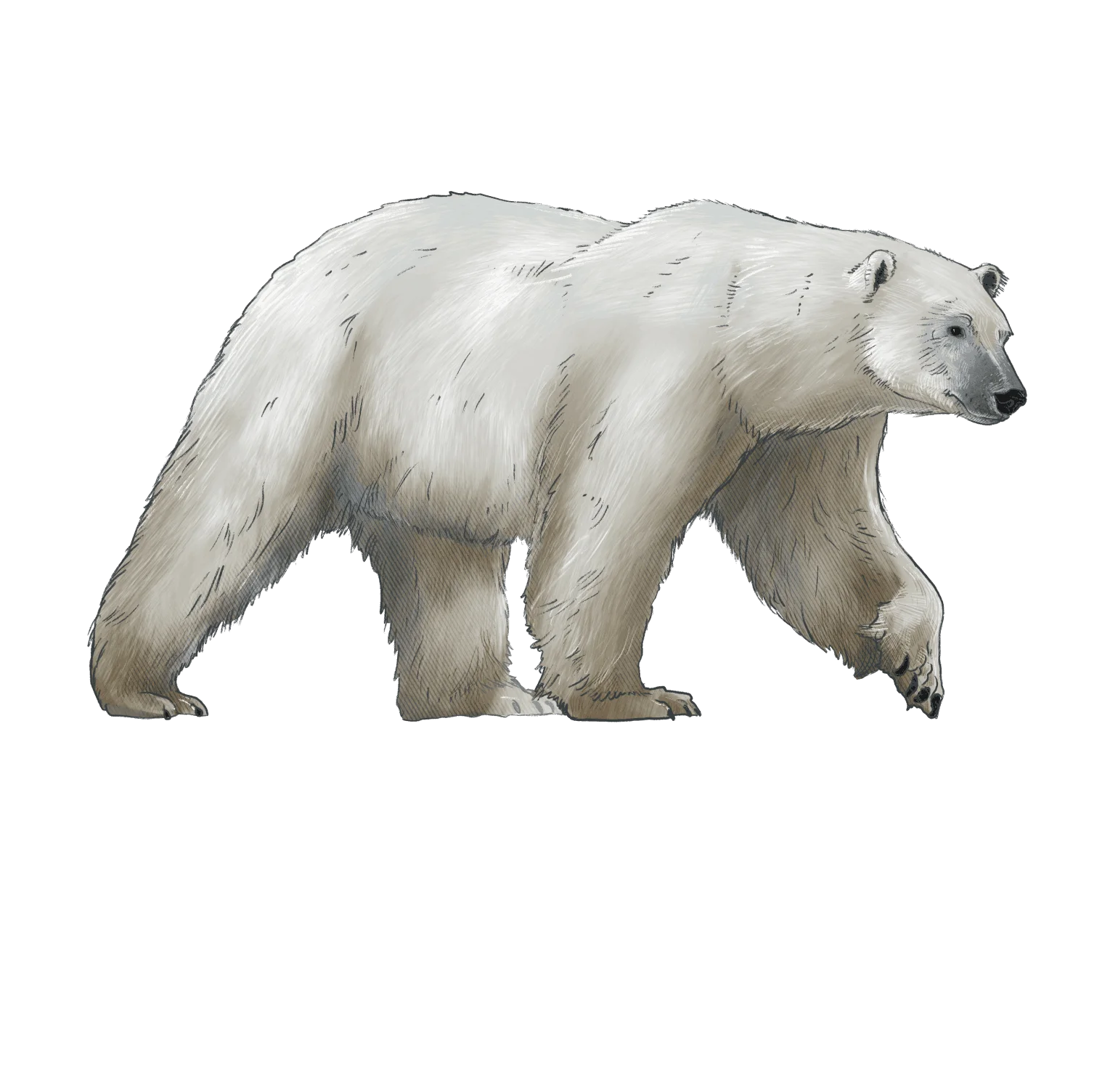 Majestic Arctic Polar Bear Clipart Illustration with Detailed Fur Texture