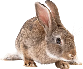 Adorable Realistic Brown Cottontail Rabbit Clipart Illustration on White