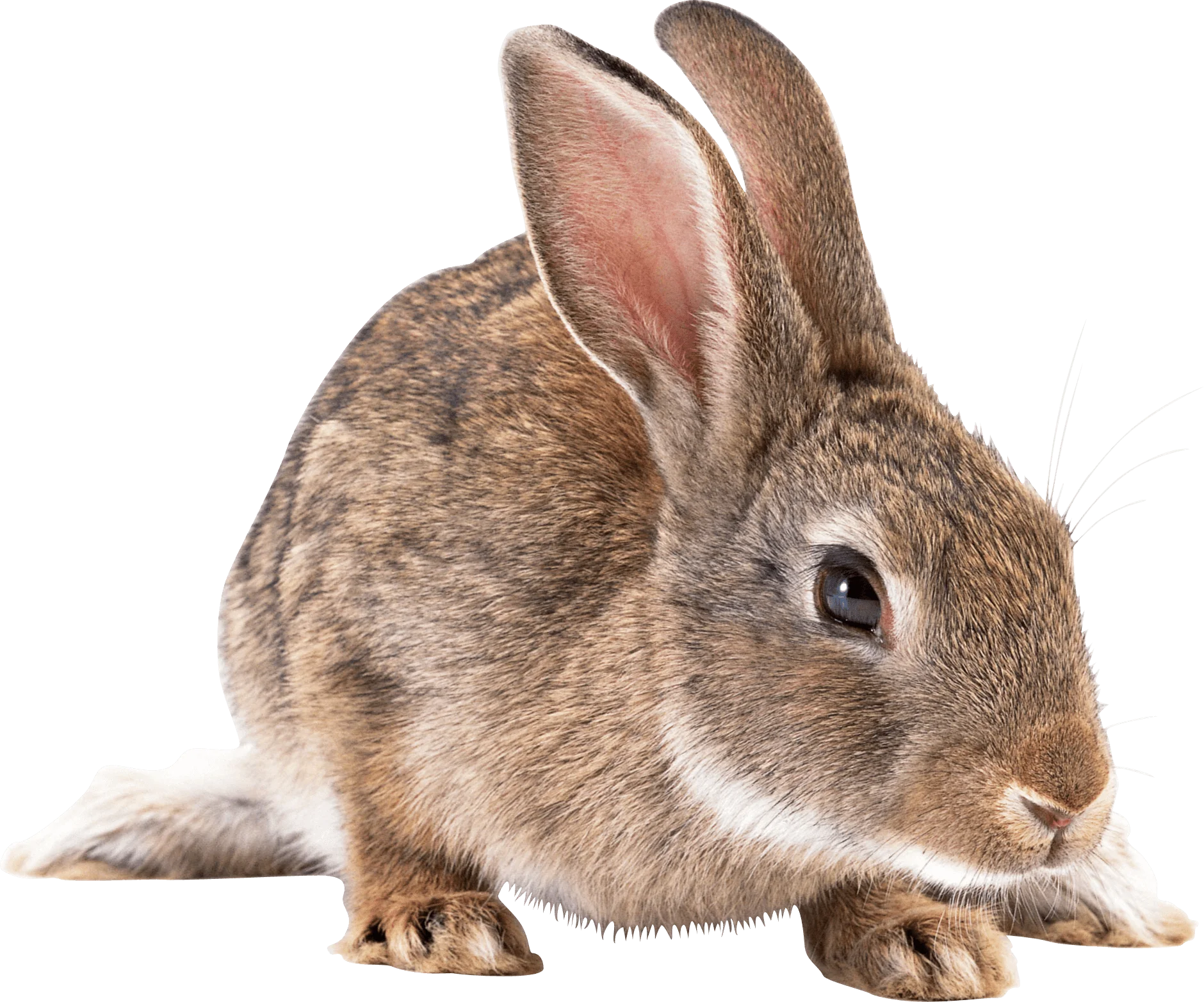 Adorable Realistic Brown Cottontail Rabbit Clipart Illustration on White