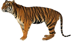 Majestic Bengal Tiger Clipart: Powerful Predator in Realistic Stance