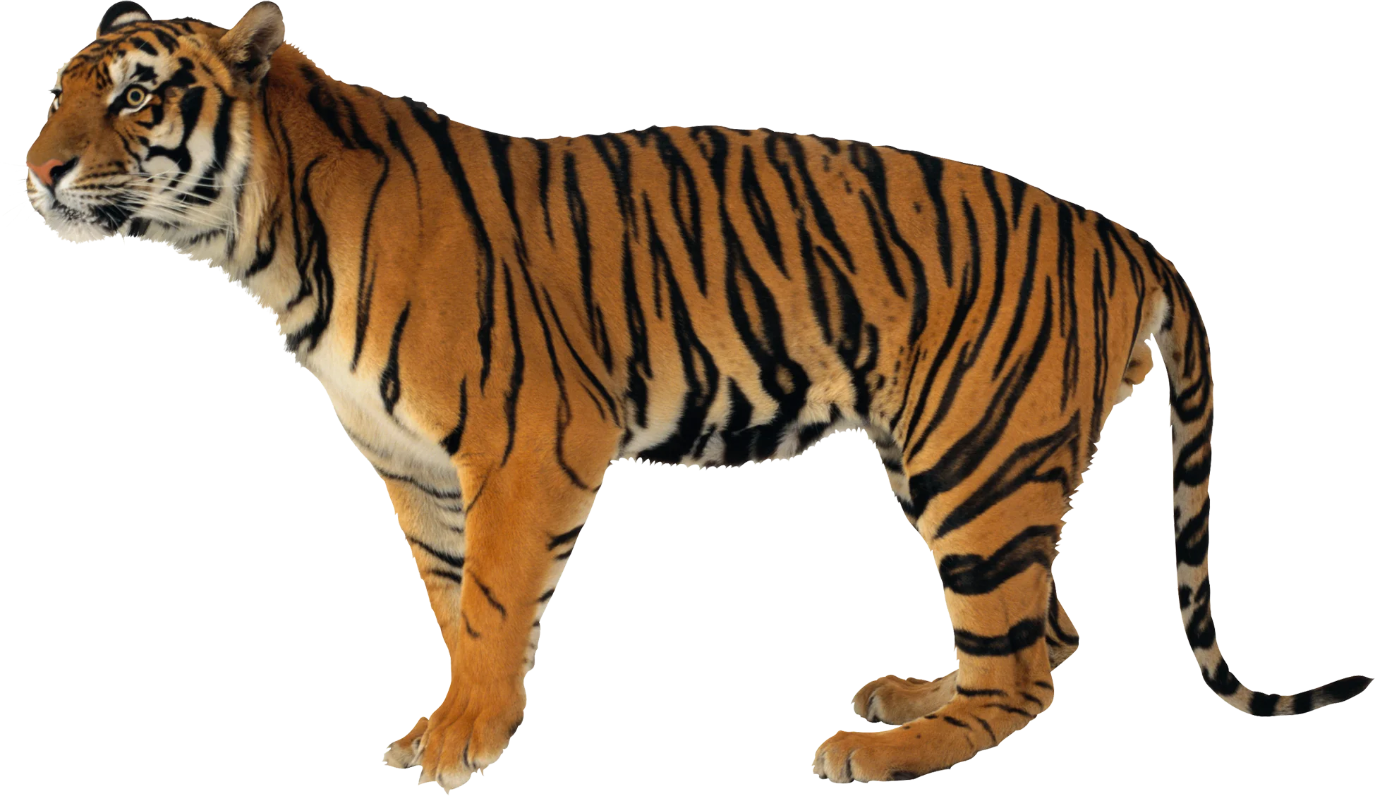 Majestic Bengal Tiger Clipart: Powerful Predator in Realistic Stance