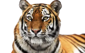 Majestic Bengal Tiger Portrait Clipart - Fierce Wildlife Digital Illustration