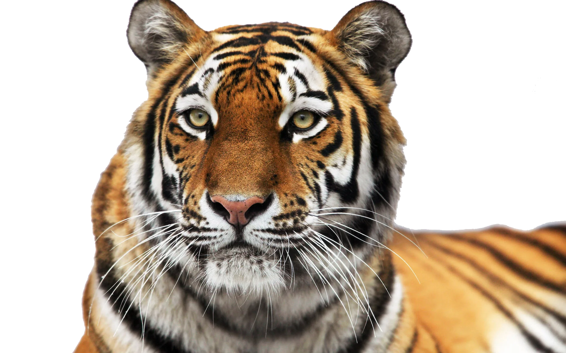 Majestic Bengal Tiger Portrait Clipart - Fierce Wildlife Digital Illustration