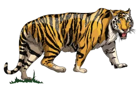 Majestic Bengal Tiger Prowling Through Grass Realistic Wildlife Clipart Illustration