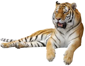 Majestic Bengal Tiger Resting Artistic Photorealistic Clipart Illustration