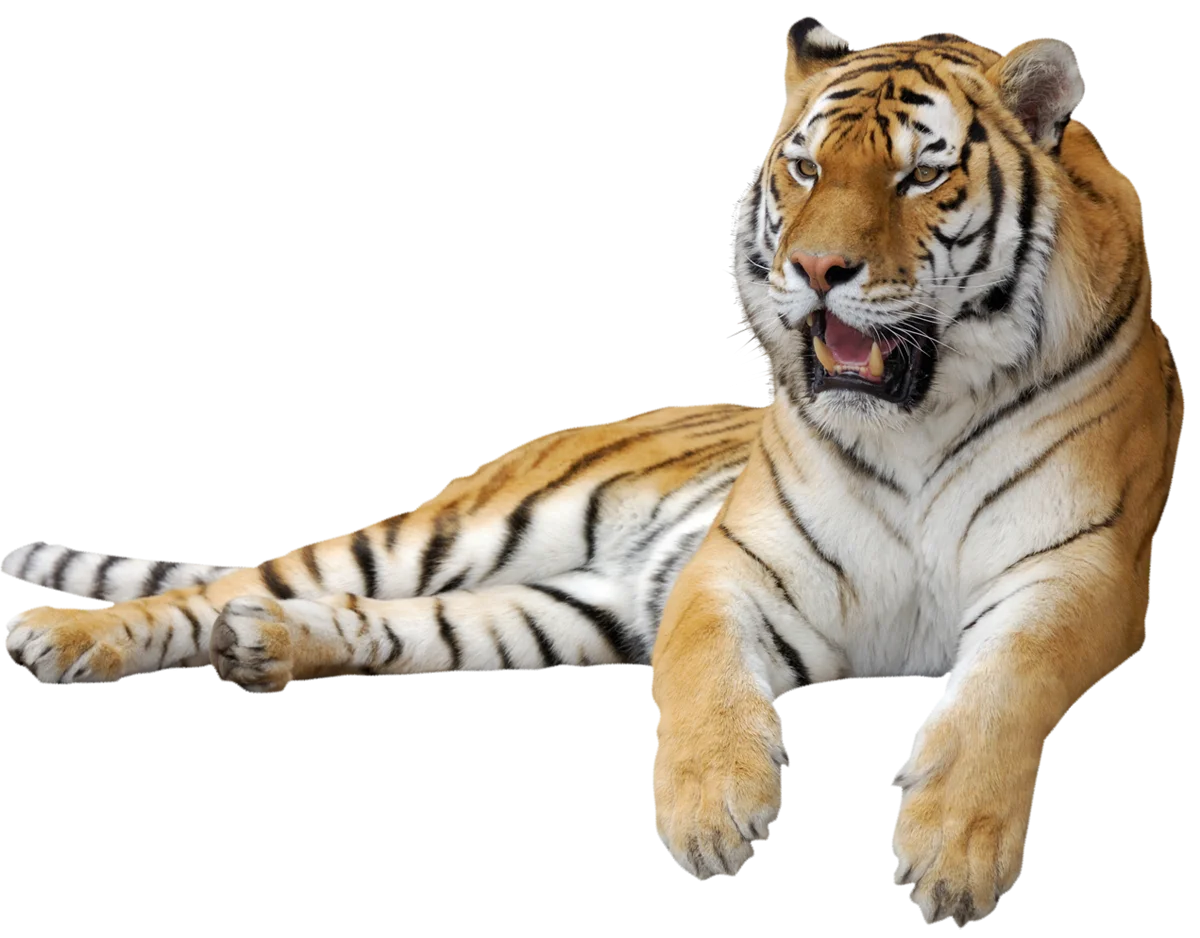 Majestic Bengal Tiger Resting Artistic Photorealistic Clipart Illustration