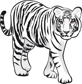Majestic Wild Predator Prowling - Black and White Tiger Clipart Design