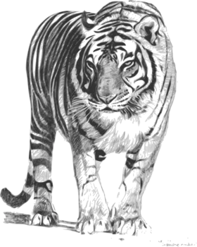 Monochromatic Detailed Tiger Clipart Sketch Showcasing Majestic Wild Predator