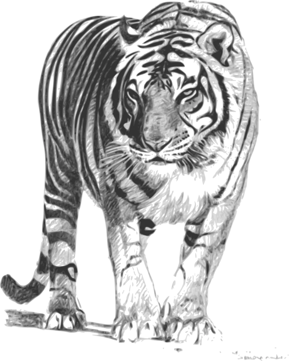 Monochromatic Detailed Tiger Clipart Sketch Showcasing Majestic Wild Predator