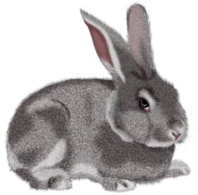 Realistic Grayscale Rabbit Clipart Illustration with Soft Textured Fur and Gentle Pose