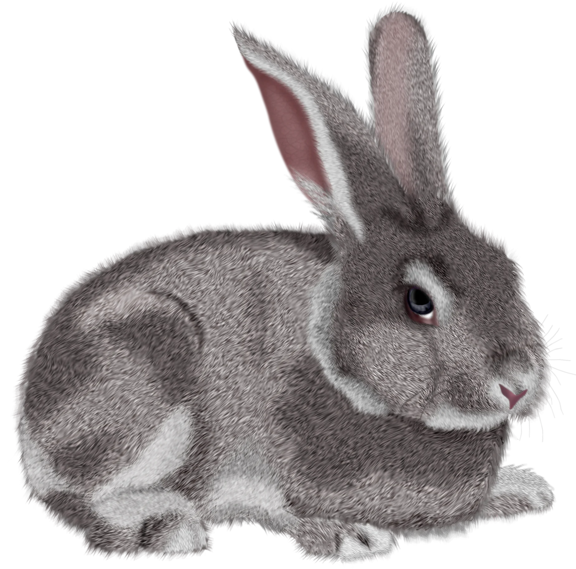 Realistic Grayscale Rabbit Clipart Illustration with Soft Textured Fur and Gentle Pose