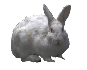 Serene White Rabbit Clipart: Soft Fur and Gentle Pose Against Clean Background