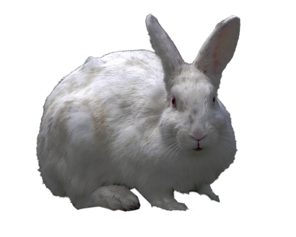 Serene White Rabbit Clipart: Soft Fur and Gentle Pose Against Clean Background