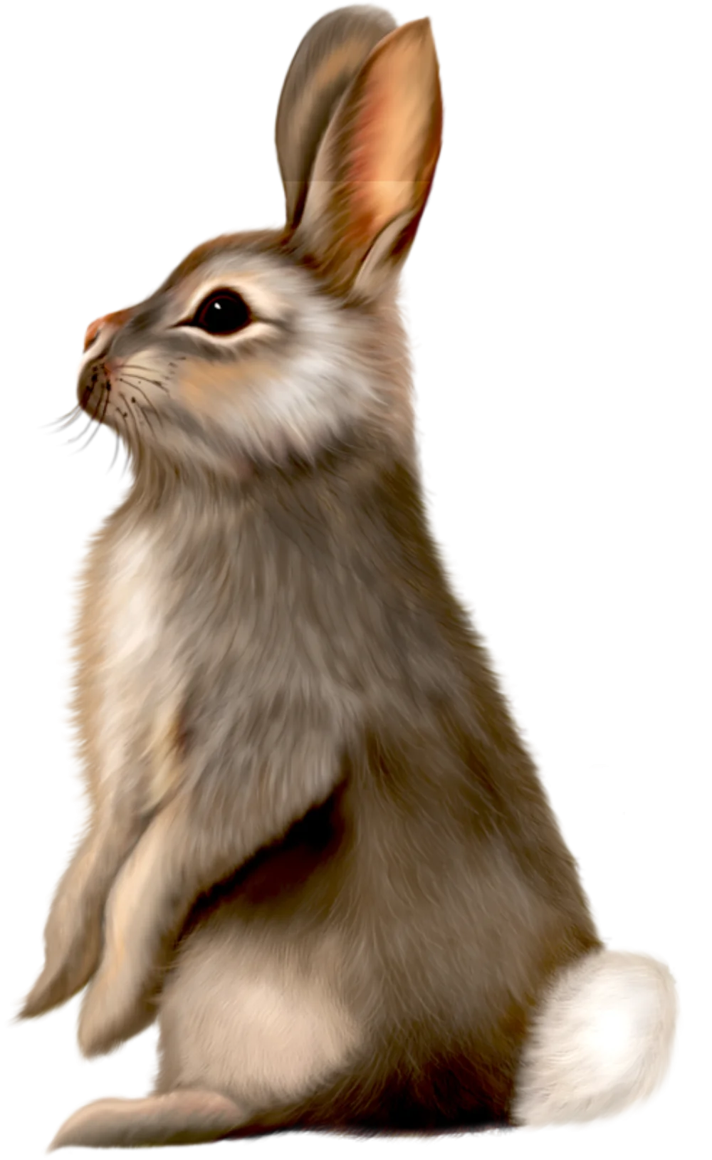 Soft-Furred Realistic Rabbit Clipart with Detailed Fur Texture and Posture