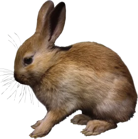 Soft Textured Rabbit Clipart with Detailed Fur and Delicate Whiskers